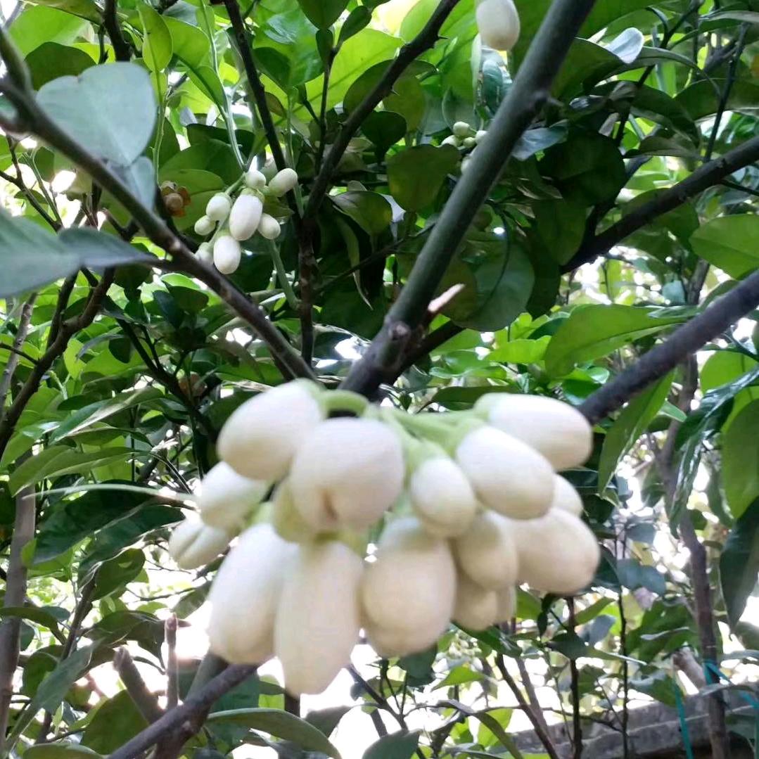 原来的我