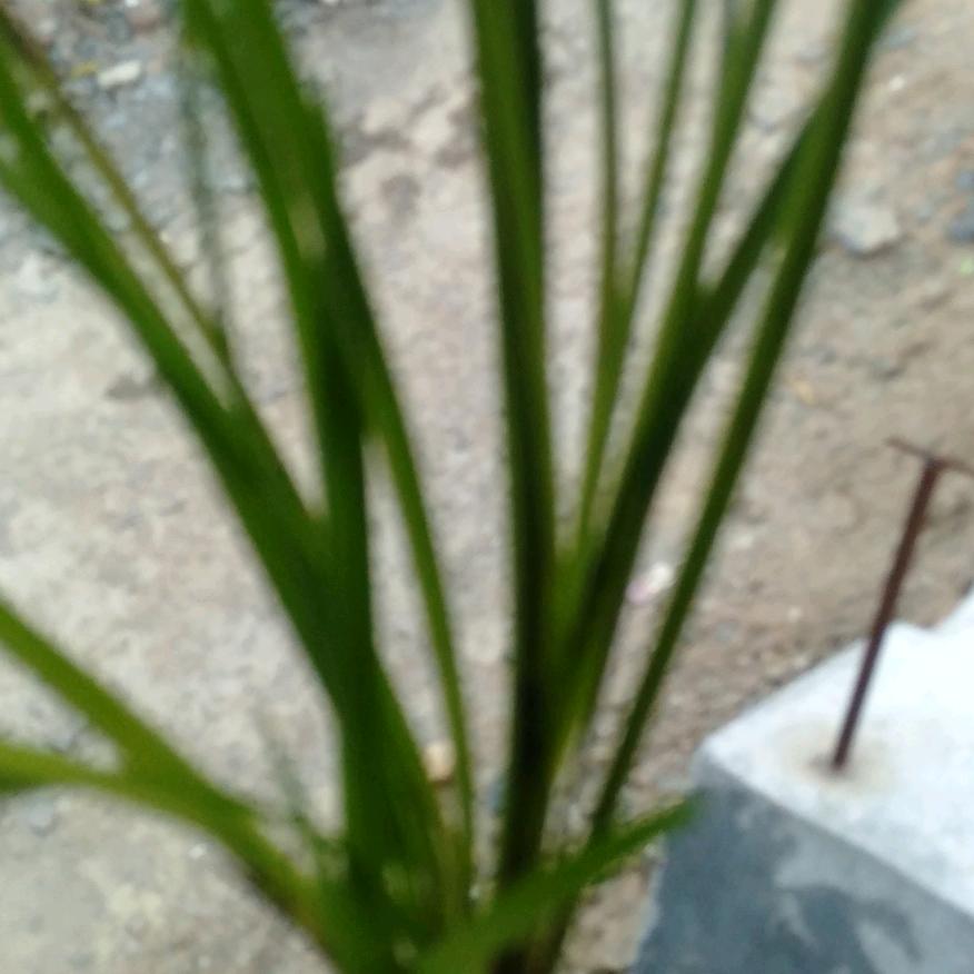 我的唇吻不到我爱的人