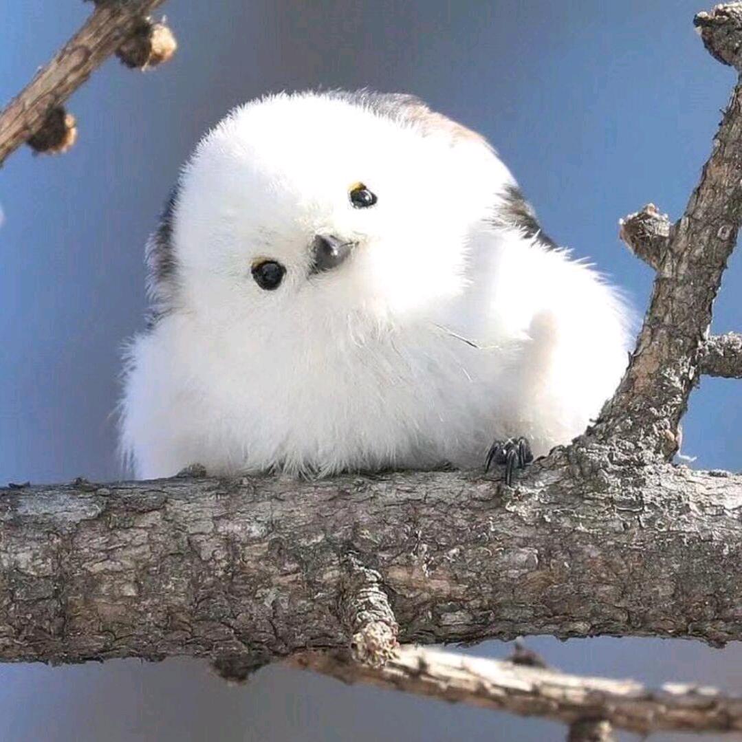 芸