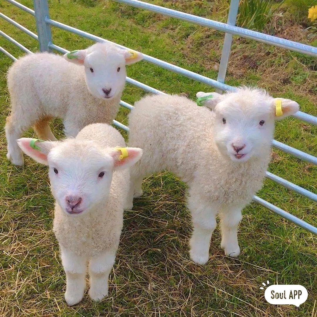 羴🐑🐑🐑只找寡妇谈恋爱