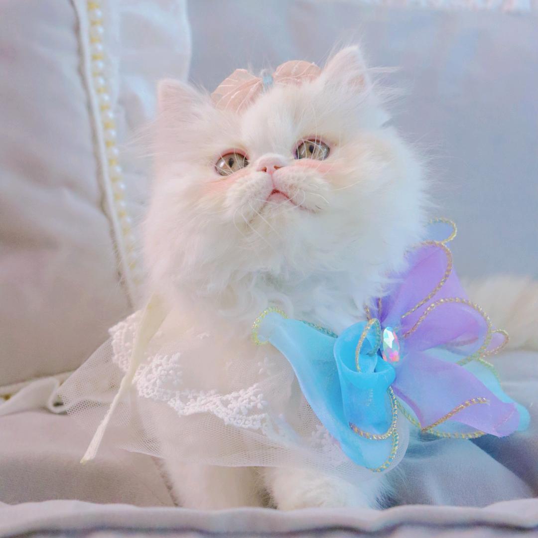 猫的百宝箱