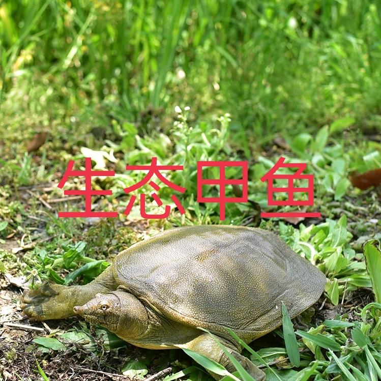 陂坑山塘甲鱼