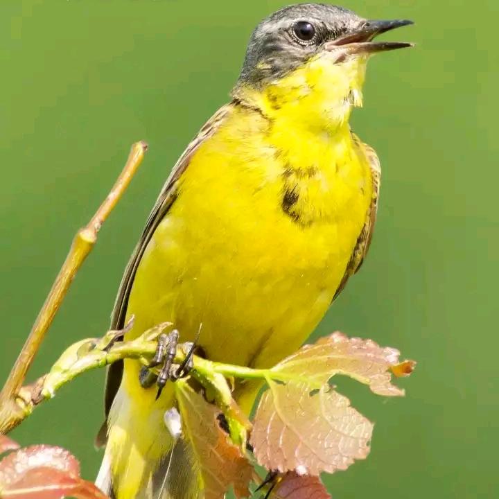 王