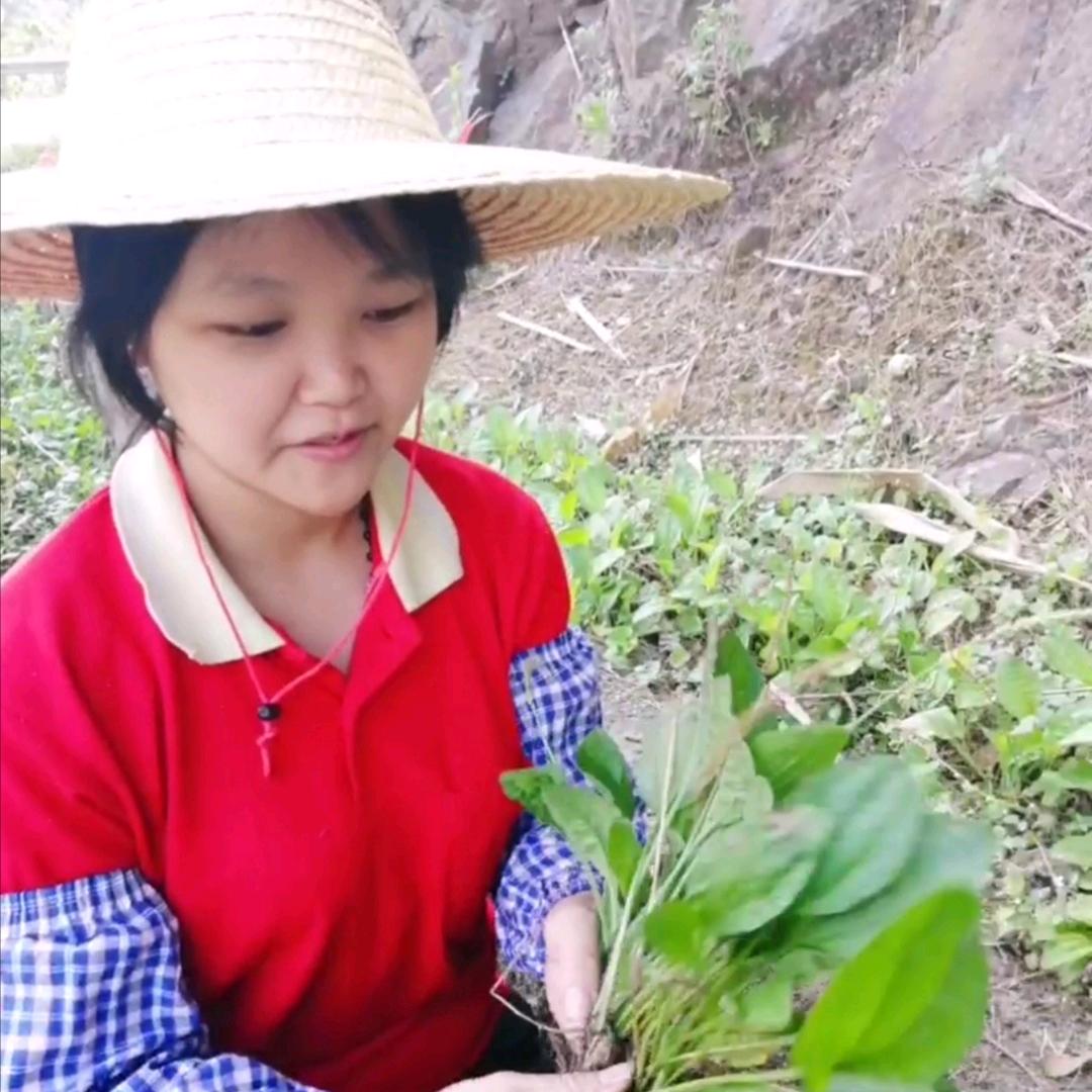 凤姐野草记