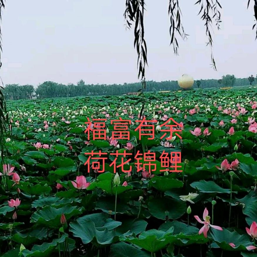 老顽家合拍（记录大爱）