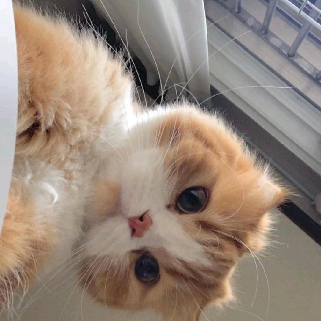 糖葫芦