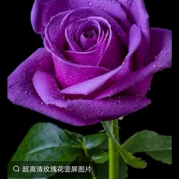 玫瑰花