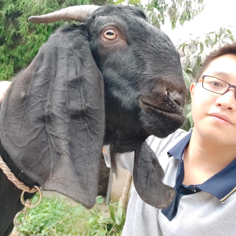吉春努比亚山羊养殖