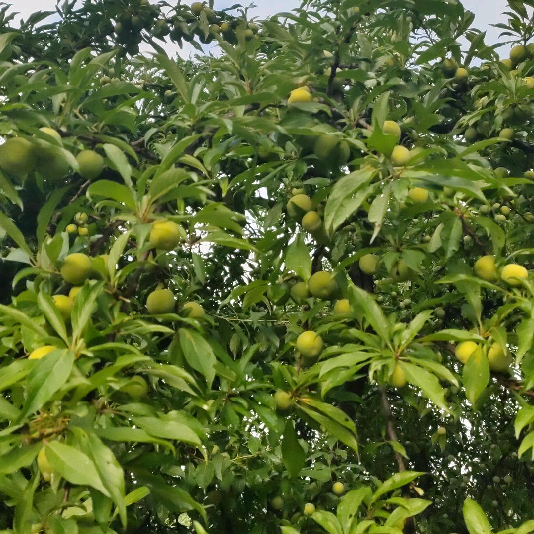 雨柔