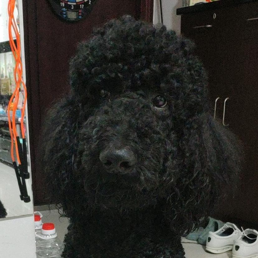 嘿嘿🐶🐶🐶羽毛球