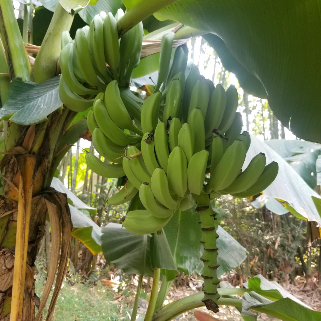 冬天里的一团火