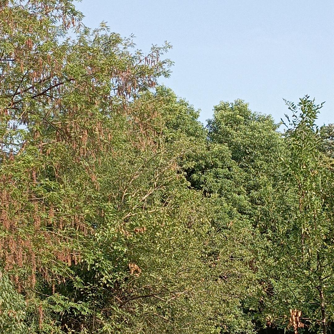 绿叶🍃