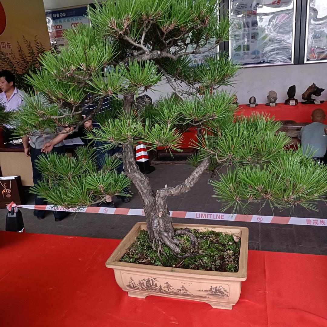 一网情深