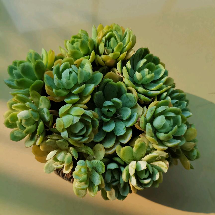 灵芝