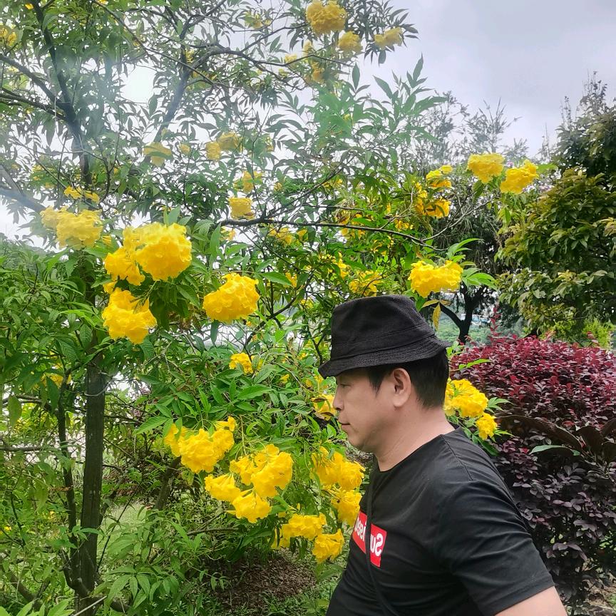 远飞鸟
