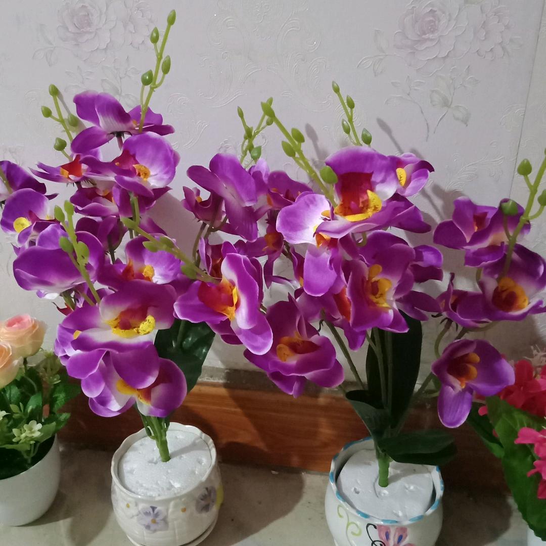 兰花