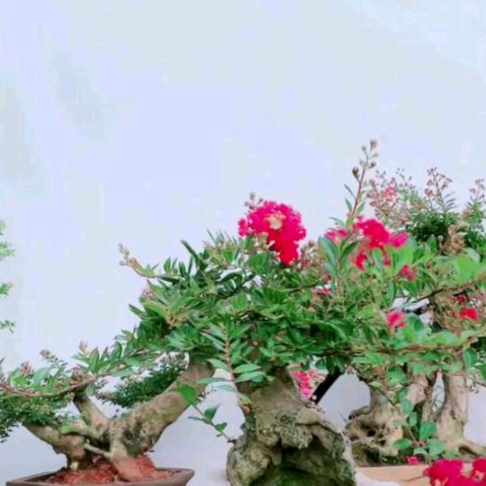 赏心悦目盆景