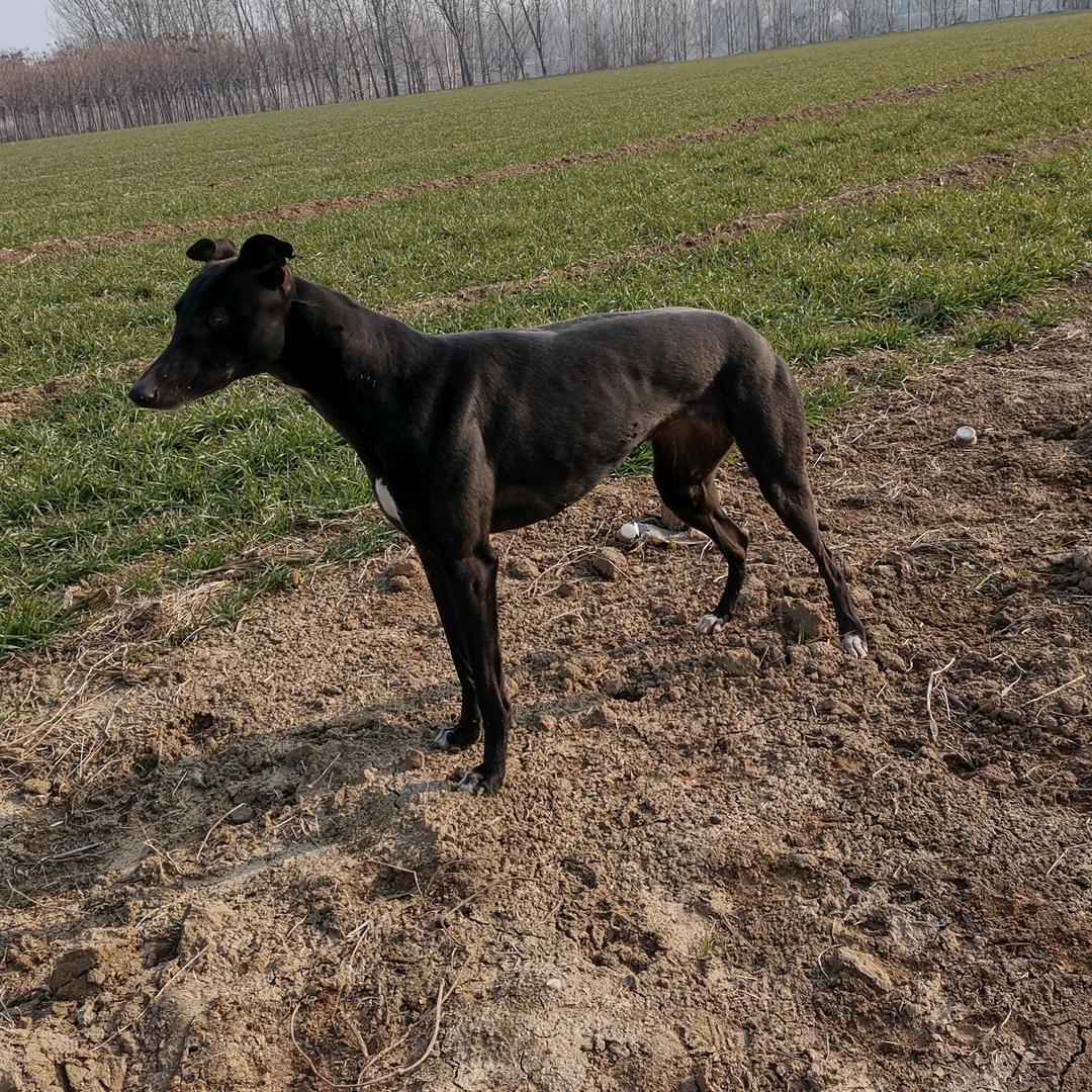 啊雪………………