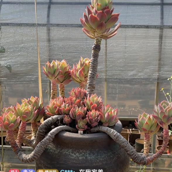 💍一生一世🌷