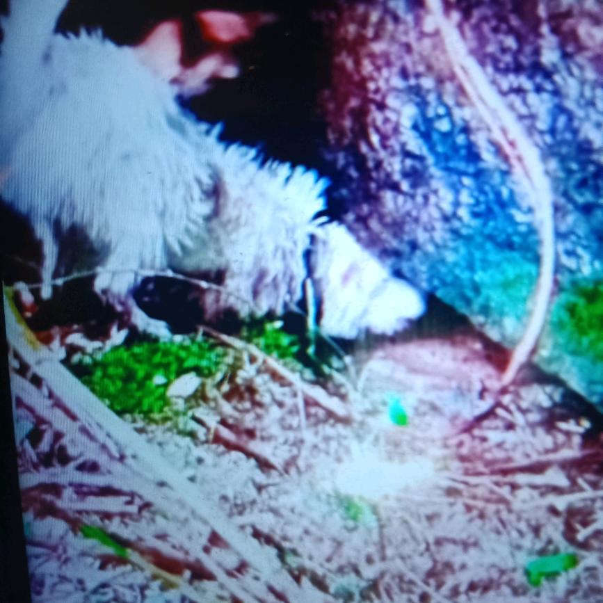 山里猎人