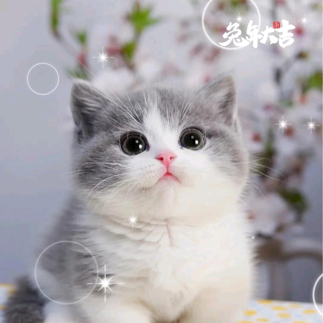 萝卜