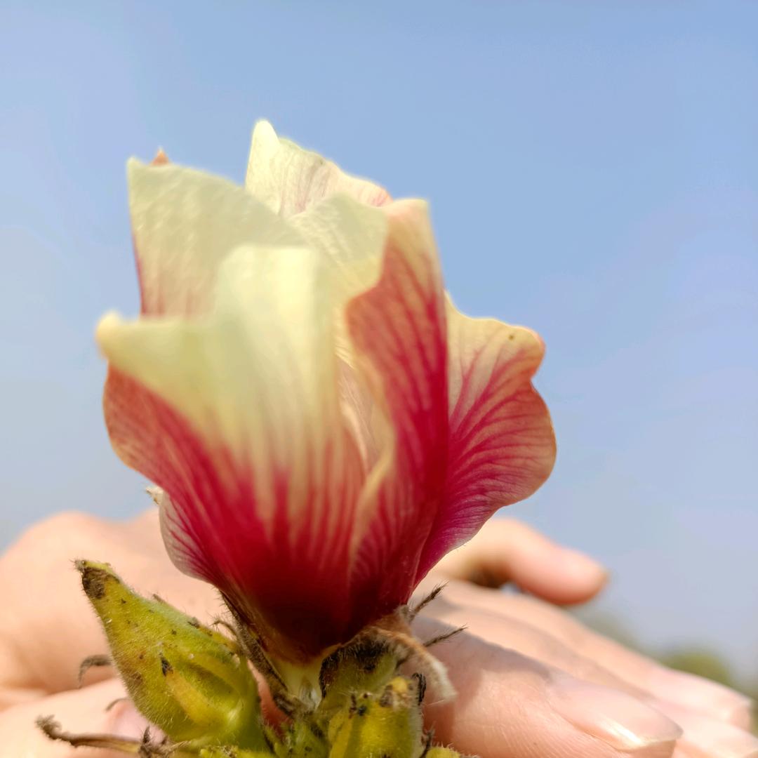董蓉蓉