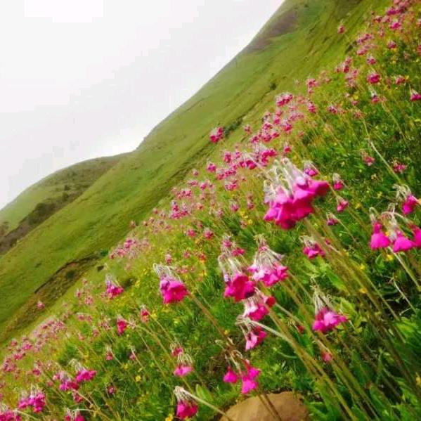 江村