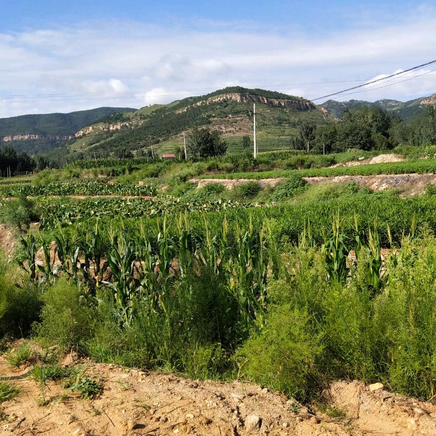 财神爷的小跟班🐍