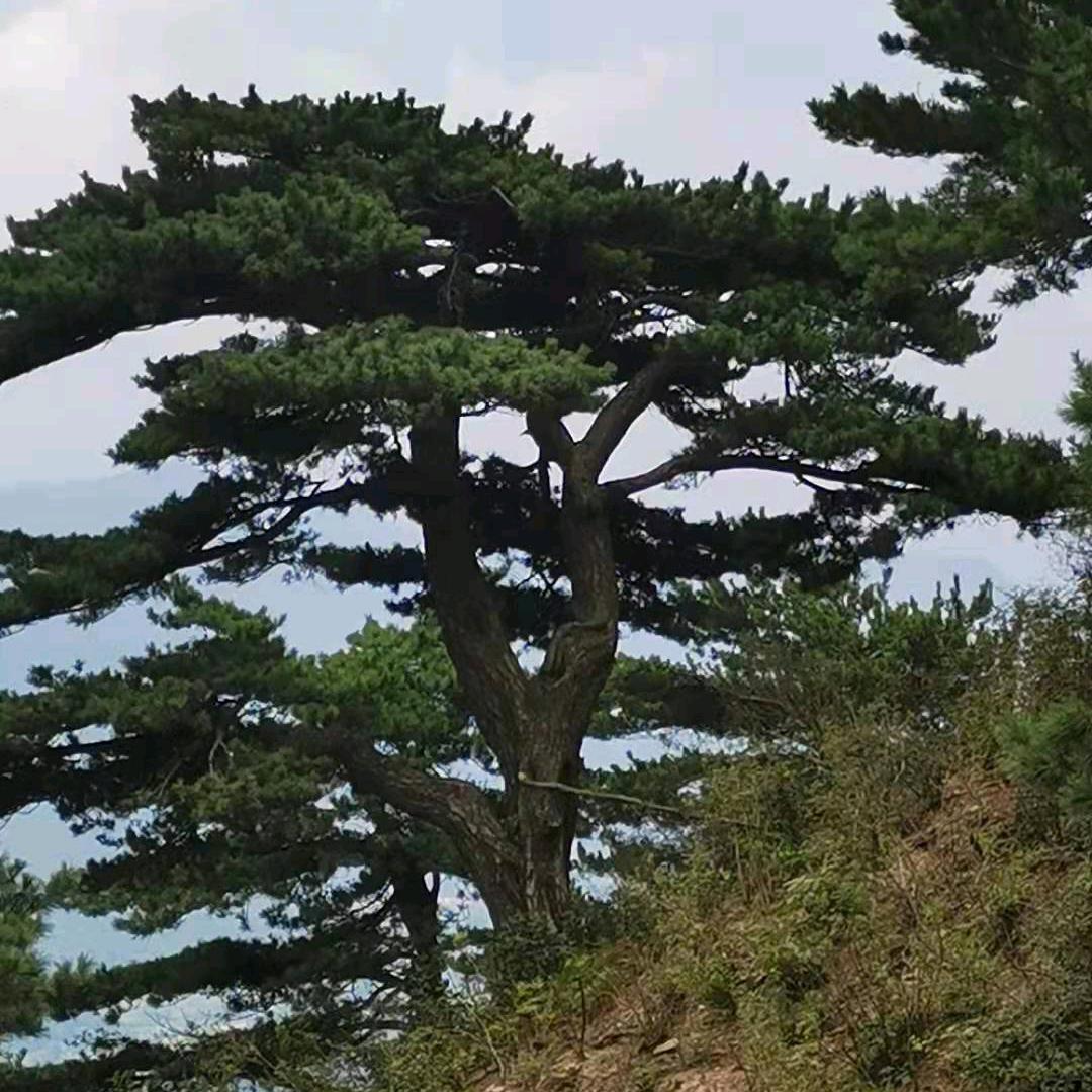 随缘