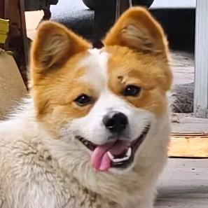 吟游歌者