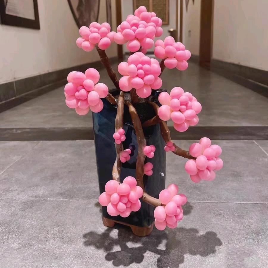 云南乔一多肉