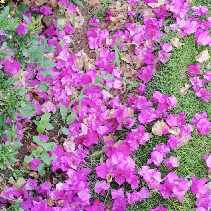 蓝天🌸
