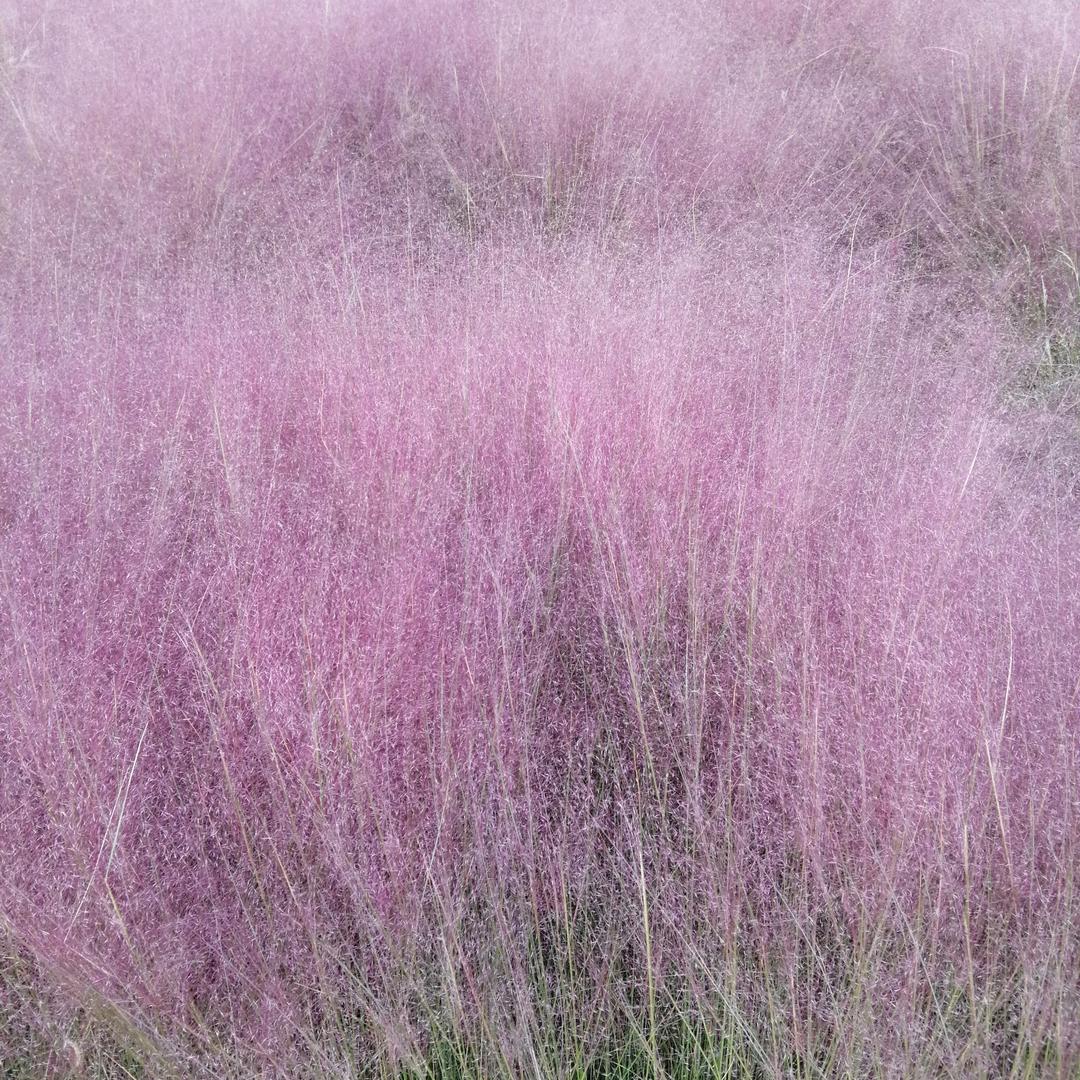 苹果