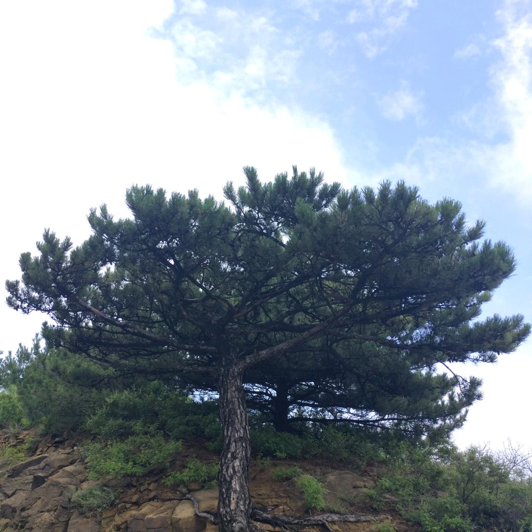 老泰山