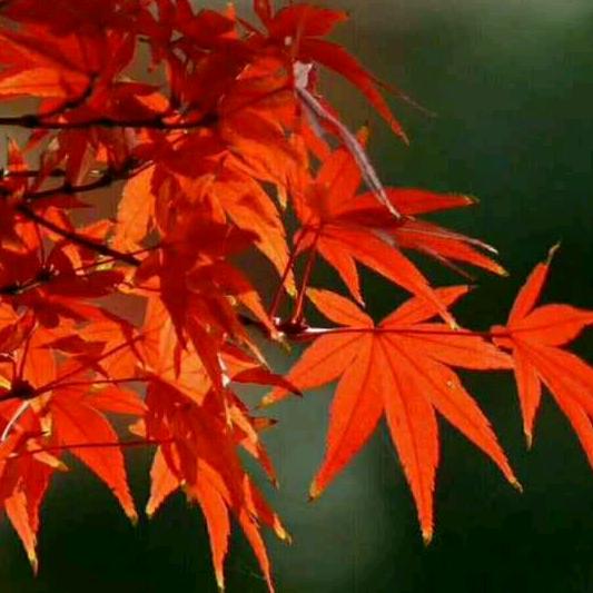 一米阳光