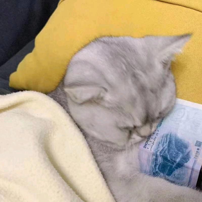 不说谎的猫南北