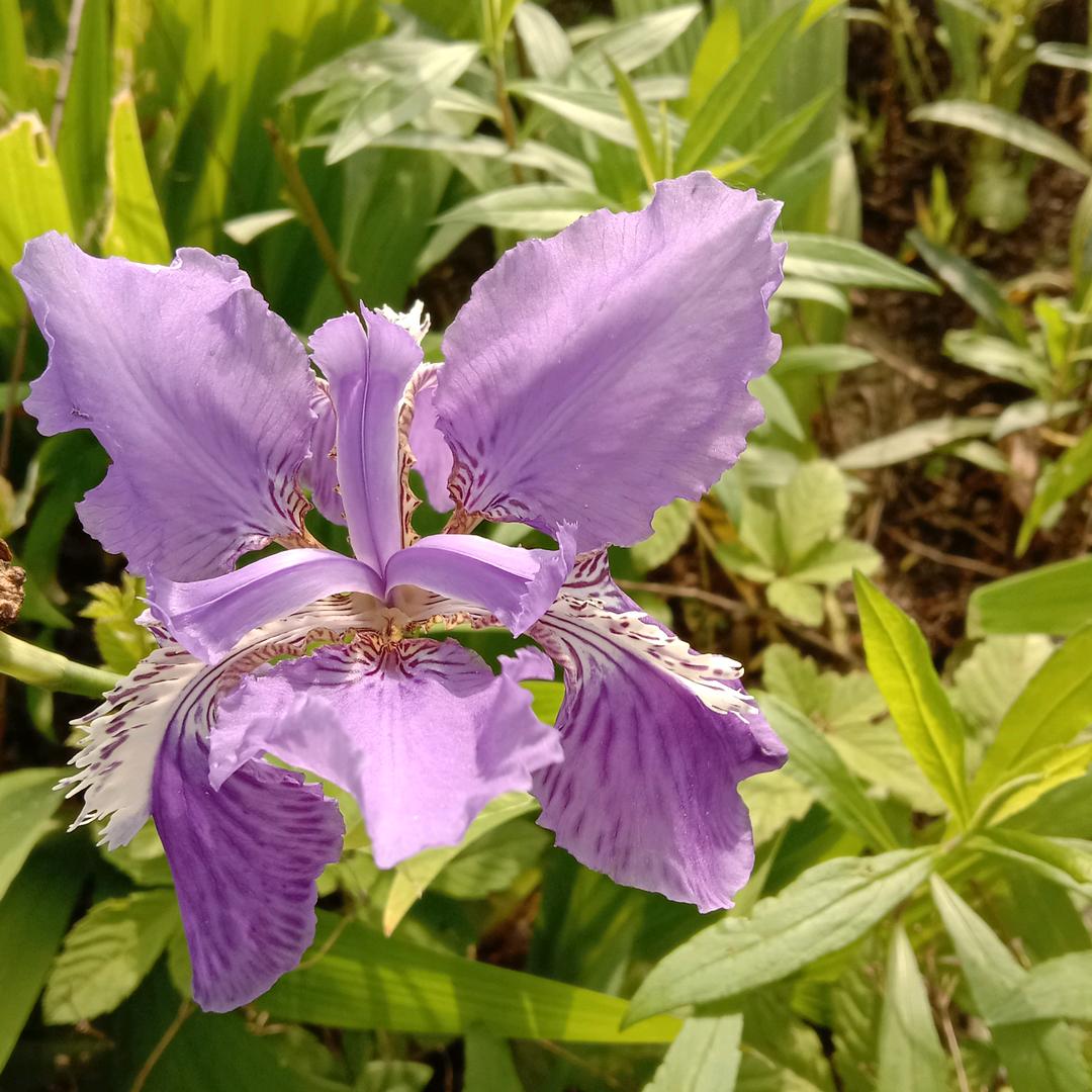 雨中漫步