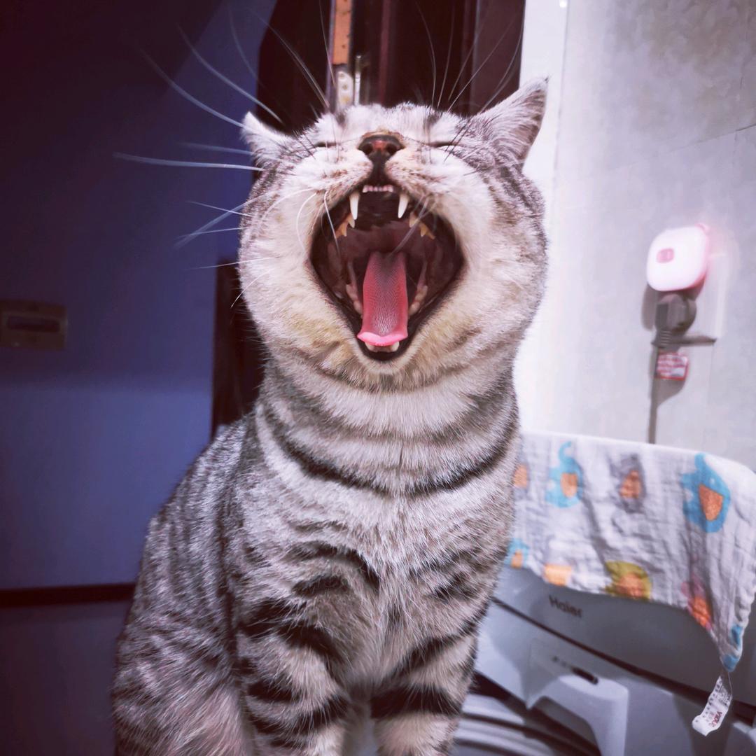 喵了个咪💕