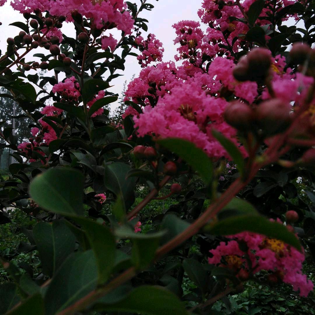 邵小芳