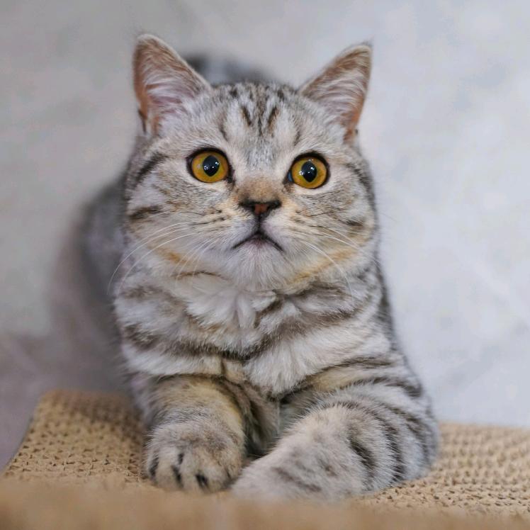 猫咪无极
