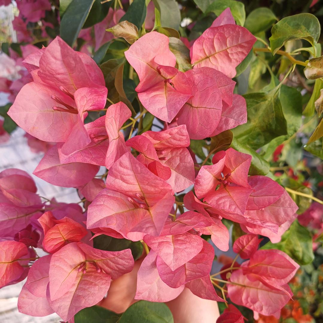 小小花园三角梅