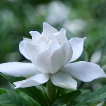 你不会遇见第二个莪