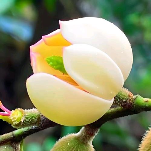 含笑花开