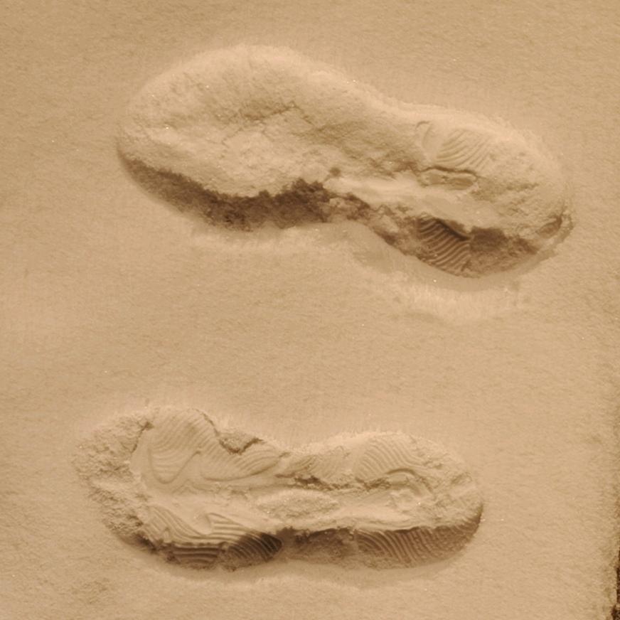 金钱美酒凯子与狗丶