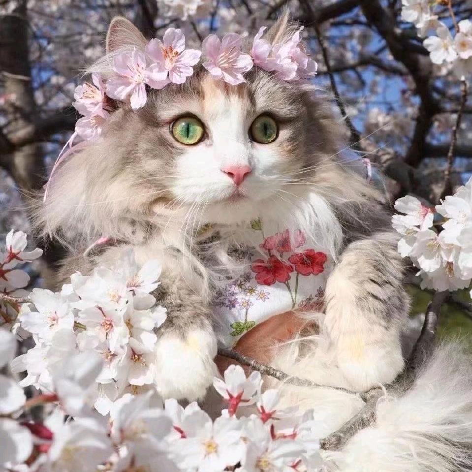 红漆桌案桂花糕