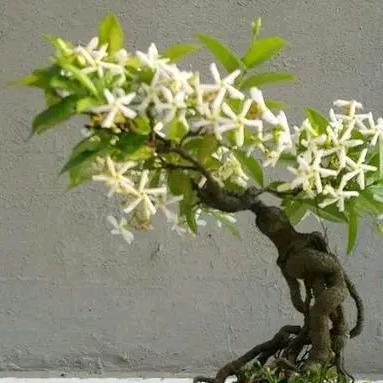 庄氏花卉盆景素材