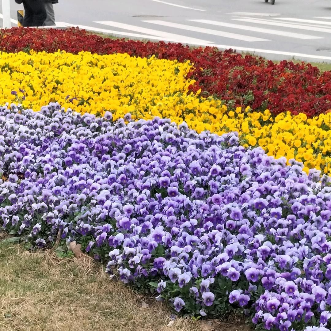 花姐🌸