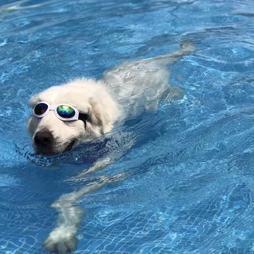 熊熊宠物乐园官方号