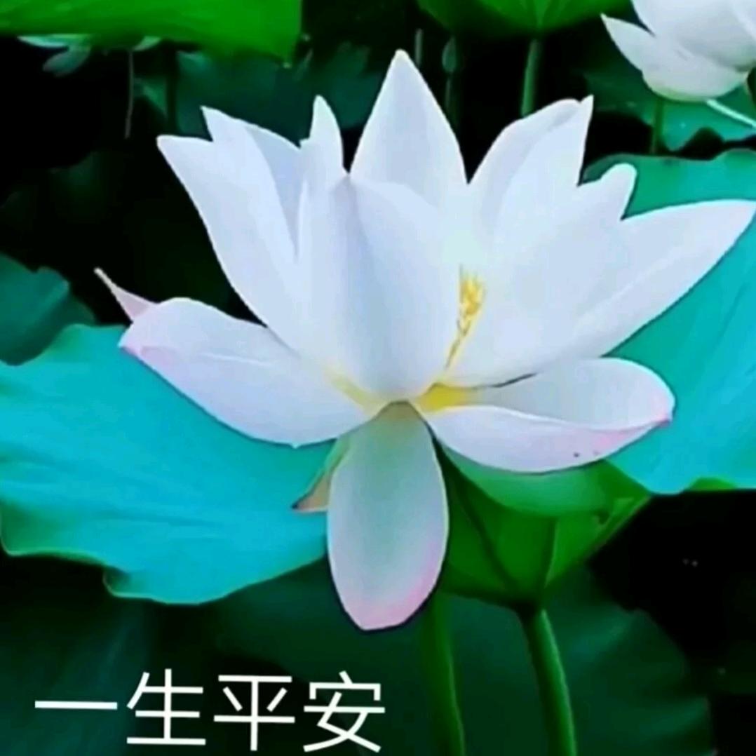老宋