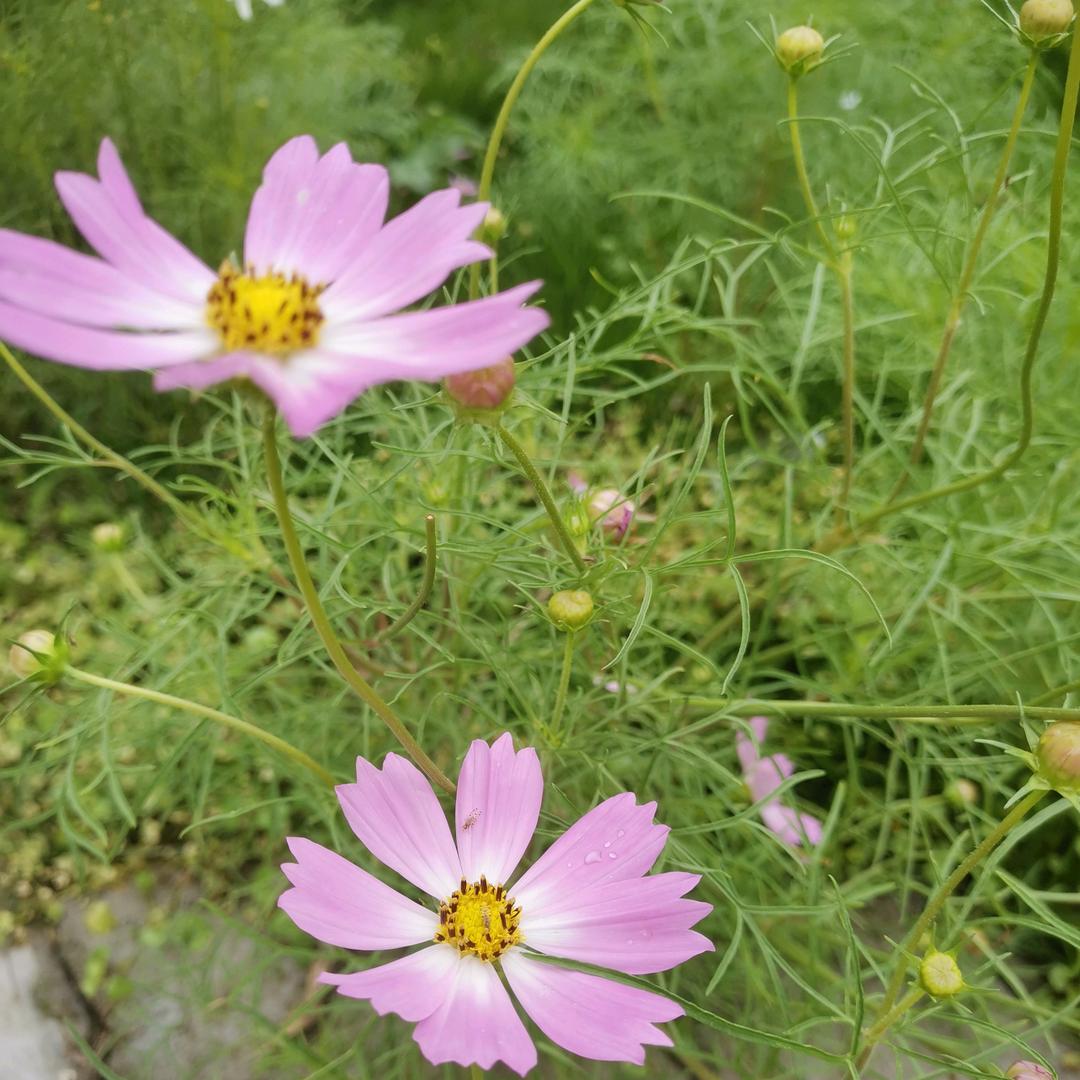 莲莲